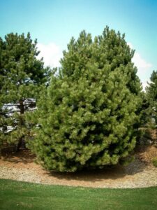 Сосна Чёрная (Pinus Nigra) купить по цене от 270.00р. в интернет-магазине «Посадика» с доставкой почтой в в Рассказовое и по всей России – [изображение №1].