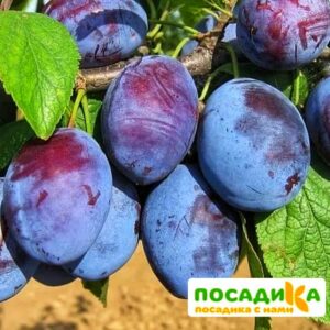 Слива Чачакская ранняя купить по цене от 229.00р. в интернет-магазине «Посадика» с доставкой почтой в в Рассказовое и по всей России – [изображение №1].