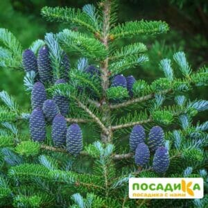 Пихта корейская (Abies koreana) купить по цене от 450.00р. в интернет-магазине «Посадика» с доставкой почтой в в Рассказовое и по всей России – [изображение №1].