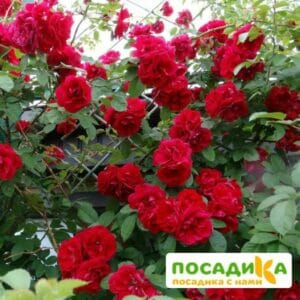 Роза плетистая Амадеус купить по цене от 399.00р. в интернет-магазине «Посадика» с доставкой почтой в в Рассказовое и по всей России – [изображение №1].