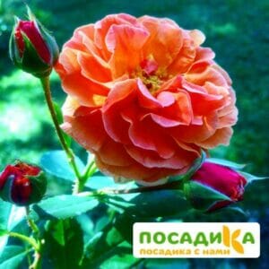 Роза Арабия купить по цене от 350.00р. в интернет-магазине «Посадика» с доставкой почтой в в Рассказовое и по всей России – [изображение №1].