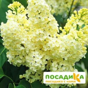 Сирень Примроуз (Primrose) купить по цене от 529.00р. в интернет-магазине «Посадика» с доставкой почтой в в Рассказовое и по всей России – [изображение №1].