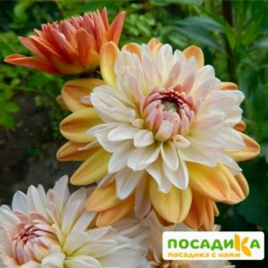 Георгина Коуп де Солейл (декоративная) купить по цене от 400р. в интернет-магазине «Посадика» с доставкой почтой в в Рассказовое и по всей России – [изображение №1].