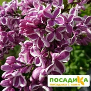 Сирень Сенсация купить по цене от 529.00р. в интернет-магазине «Посадика» с доставкой почтой в в Рассказовое и по всей России – [изображение №1].