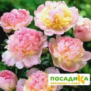 Пион Распберри Сандей (Paeonia Raspberry Sundae) купить по цене от 959р. в интернет-магазине «Посадика» с доставкой почтой в в Рассказовое и по всей России – [изображение №1].