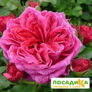 Шраб Роза Соул купить по цене от 390.00р. в интернет-магазине «Посадика» с доставкой почтой в в Рассказовое и по всей России – [изображение №1].