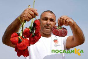 Клубника Гигант Джорнея купить по цене от 266р. в интернет-магазине «Посадика» с доставкой почтой в в Рассказовое и по всей России – [изображение №1].