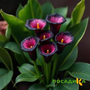 Калла Аура Лейс купить по цене от 400р. в интернет-магазине «Посадика» с доставкой почтой в в Рассказовое и по всей России – [изображение №1].