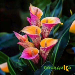 Калла Оникс купить по цене от 450р. в интернет-магазине «Посадика» с доставкой почтой в в Рассказовое и по всей России – [изображение №1].