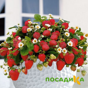 Клубника Рубиновый Шепот (горшечная) купить по цене от 240р. в интернет-магазине «Посадика» с доставкой почтой в в Рассказовое и по всей России – [изображение №1].