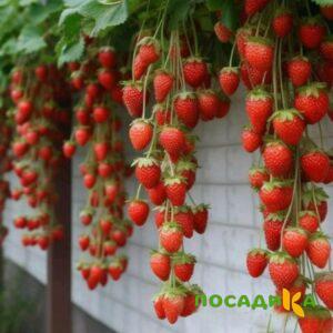Клубника вьющаяся Комплимент купить по цене от 470р. в интернет-магазине «Посадика» с доставкой почтой в в Рассказовое и по всей России – [изображение №1].