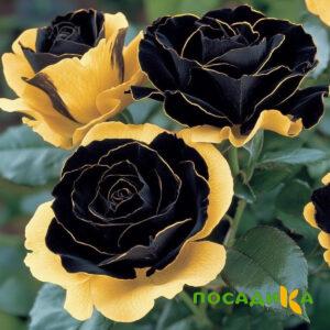 Роза Ханни Сикл купить по цене от 700р. в интернет-магазине «Посадика» с доставкой почтой в в Рассказовое и по всей России – [изображение №1].