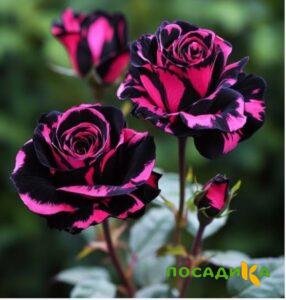 Роза Багровый Шепот купить по цене от 366р. в интернет-магазине «Посадика» с доставкой почтой в в Рассказовое и по всей России – [изображение №1].