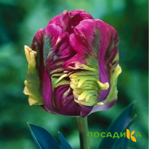 Тюльпан Экзотик Хэвен купить по цене от 186р. в интернет-магазине «Посадика» с доставкой почтой в в Рассказовое и по всей России – [изображение №1].