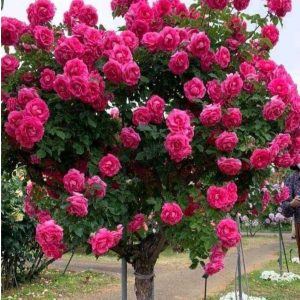 Роза Версаля купить по цене от 232р. в интернет-магазине «Посадика» с доставкой почтой в в Рассказовое и по всей России – [изображение №1].