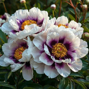 Пион Эко Саммер купить по цене от 548р. в интернет-магазине «Посадика» с доставкой почтой в в Рассказовое и по всей России – [изображение №1].