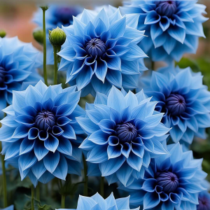 Георгин Вижапе купить по цене от 699р. в интернет-магазине «Посадика» с доставкой почтой в в Рассказовое и по всей России – [изображение №1].